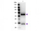 Fab  Anti-Mouse IgG (H&L)  (Peroxidase Conjugated) Secondary Antibody